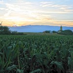 IMG_0398
