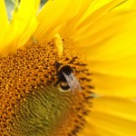 IMG_4471
