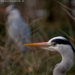 wpid328-IMG_1193.jpg