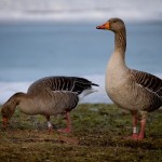 wpid334-IMG_1213.jpg