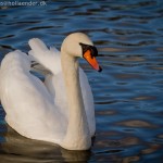 wpid338-IMG_1219.jpg