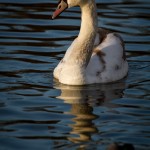 wpid340-IMG_1222.jpg