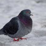 wpid342-IMG_1237.jpg