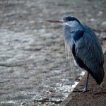 wpid344-IMG_1265.jpg