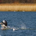 wpid459-IMG_1532.jpg