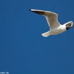 wpid463-IMG_1541.jpg