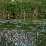 wpid622-IMG_2585.jpg