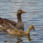 wpid624-IMG_2588.jpg