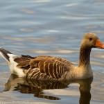 wpid626-IMG_2590.jpg