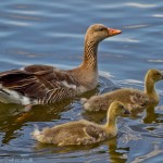 wpid630-IMG_2594.jpg