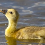 wpid636-IMG_2604.jpg