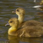 wpid638-IMG_2610.jpg